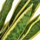 Sonata Изкуствено растение сансевиера със саксия, 65 см, зелено -