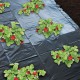 Nature Фолио за мулчиране на ягоди, 1,4x20 м, 6030231